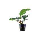 ANUBIAS BARTERI 'COFFEEFOLIA'