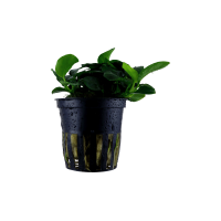 ANUBIAS 'PETITE'