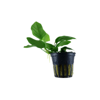 ANUBIAS BARTERI VAR. NANA