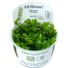 1-2 GROW BACOPA CARALONIANA