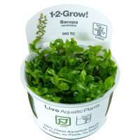 1-2 GROW BACOPA CARALONIANA