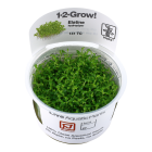 1-2 GROW ELATINE HYDROPIPER