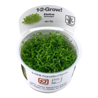 1-2 GROW ELATINE HYDROPIPER