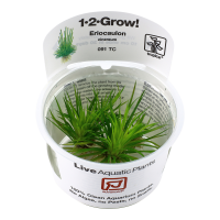 1-2 GROW ERIOCAULON CINERUM