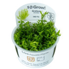 1-2 GROW GRATIOLA VISCIDULA