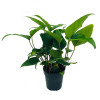 Aquariumplanten