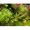 Aquascaping - Planten