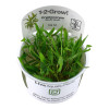 Aquarium invitro planten aquascaping