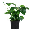 Aquarium-planten