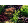 Aquascaping - Planten