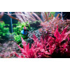 Aquascaping