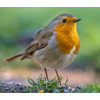 Buitenvogels