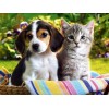 Honden - Diversen