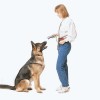 Honden training
