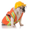 Honden - veiligheid enz.