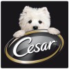 Cesar