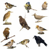 Diverse vogelartikelen