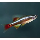 CHINESE DANIO - TROP.VIS