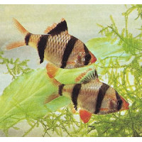 SUMATRAAN  - TROP.VIS