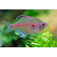 BLOEDVLEK ROZE TETRA - TROP.VIS