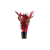 ALTERNANTHERA REINECKII 'PINK'