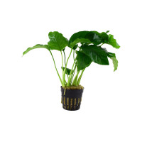 ANUBIAS BARTERI VAR. BARTERI