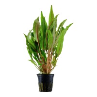 CRYPTOCORYNE UNDULATA 'BROAD LEAVES'