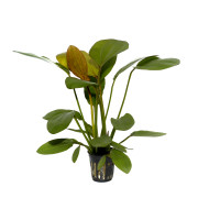 ECHINODORUS 'BARTHII'