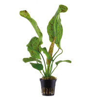 ECHINODORUS 'OZELOT GREEN'