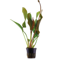 ECHINODORUS 'RED DIAMOND'