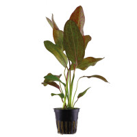 ECHINODORUS 'OZELOT'