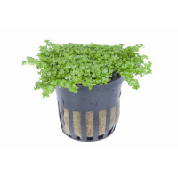 HEMIANTHUS CALLITRICHOIDES 'CUBA'
