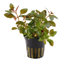 LUDWIGIA REPENS 'RUBIN'