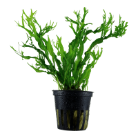 MICROSORUM PTEROPUS 'WINDELOV'