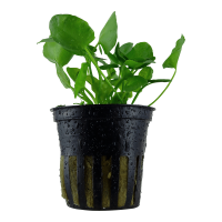NYMPHOIDES HYDROPHYLLA 'TAIWAN'