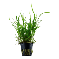 MICROSORUM PTEROPUS 'TRIDENT'