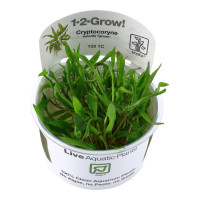 1-2 GROW CRYPTOCRYNE WENDTII 'GREEN'