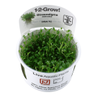 1-2 GROW GLOSSOSTIGMA ELATINOIDES