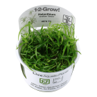 1-2 GROW HELANTHIUM TENELLUM 'GREEN' 