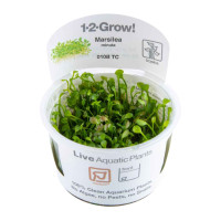 1-2 GROW MARSILEA CRENATA