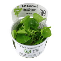 1-2 GROW NYMPHOIDES HYDROPHYLLA 'TAIWAN'