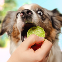 SMOOFL DOG POPS CRUNCHY SALMON OIL & ALGAE