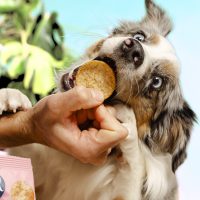 SMOOFL DOG POPS CRUNCHY CRICKET & HONEY