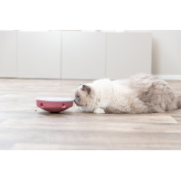 Cat activity Schommelend Doolhof