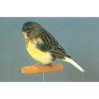 DE KANARIE - diverse kleuren